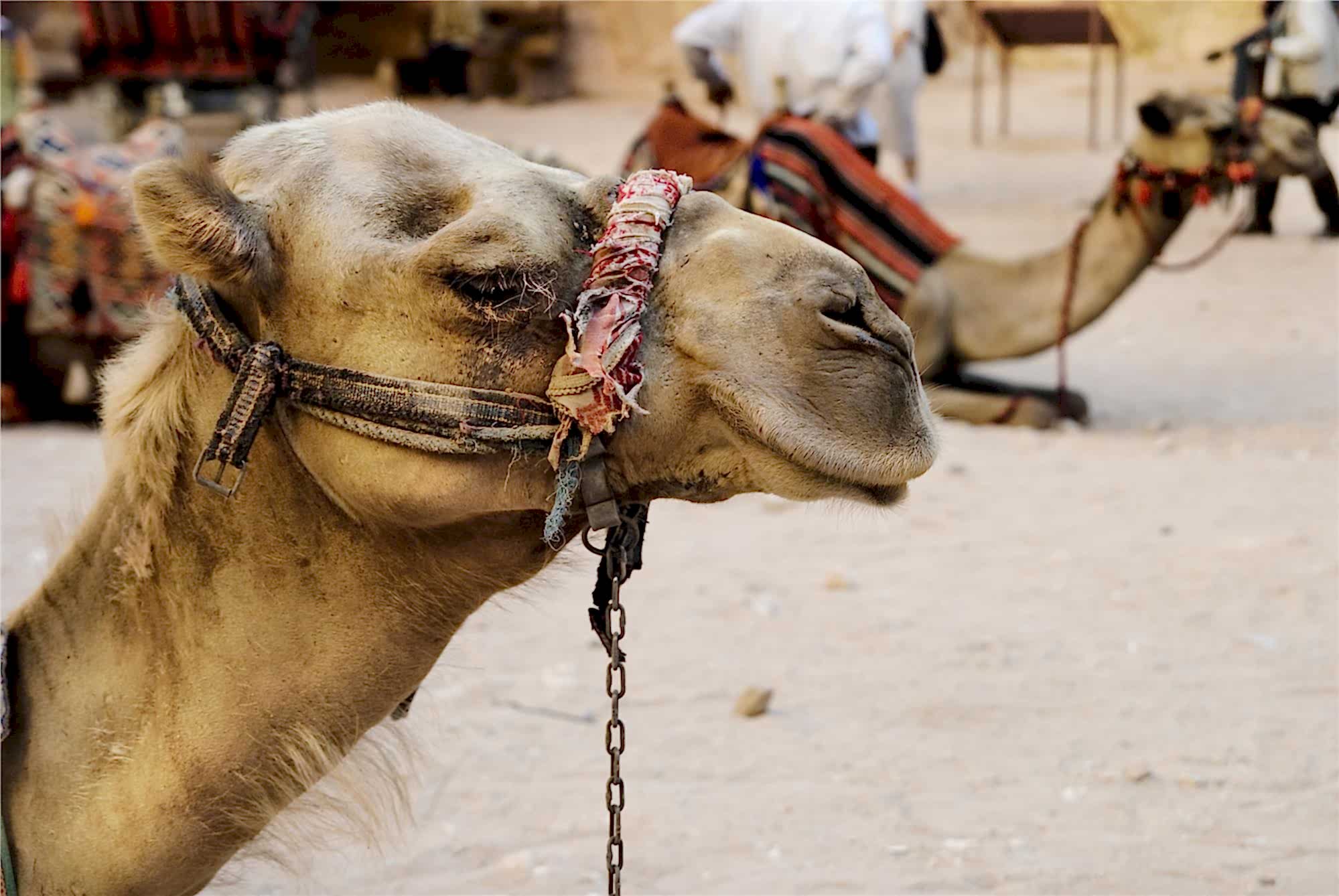 Camel Fight Photo Tours