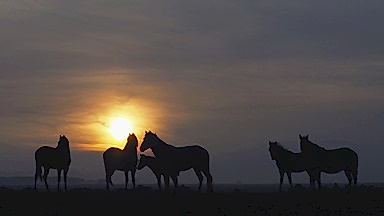 Wild and Yilki Horses Photo Tours